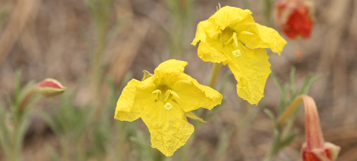 Bright yellow flowers with red flowers in the background