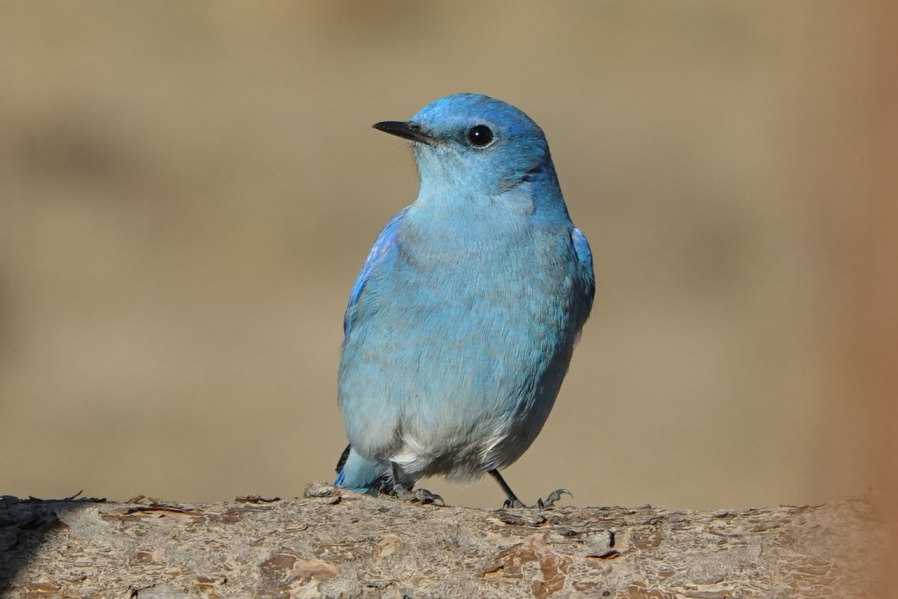 Bluebirds - Bryce Canyon National Park (U.S. National Park Service)
