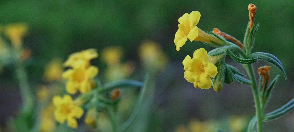 Bright yellow trumpet shaped flowers against a blurred green background