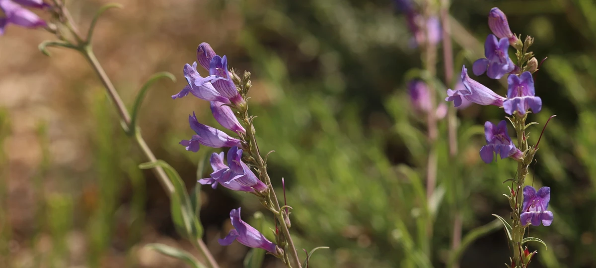 Markagunt Penstemon Banner Bright purple flowers growing vertically on a stem against a leafy background