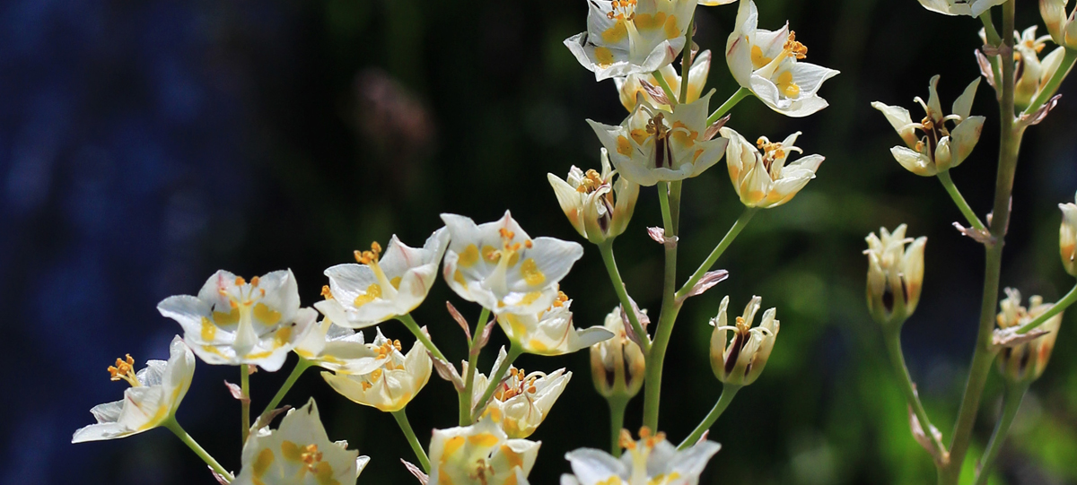 Small white and yellow flowers on green stems against a blurred green and blue background