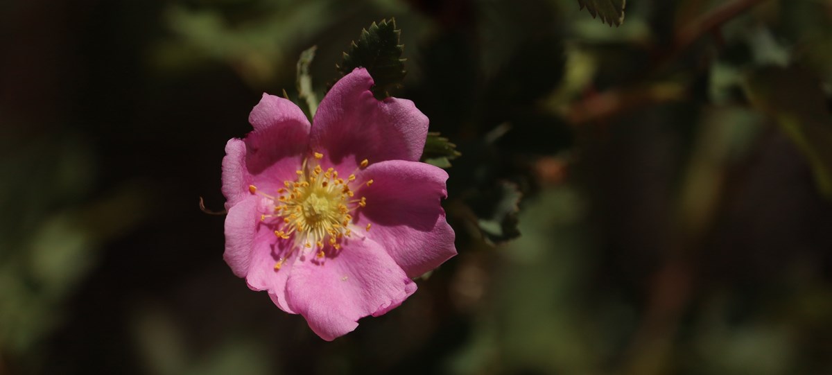 A closeup photo of a bright pink flower with a yellow center against a blurred green background