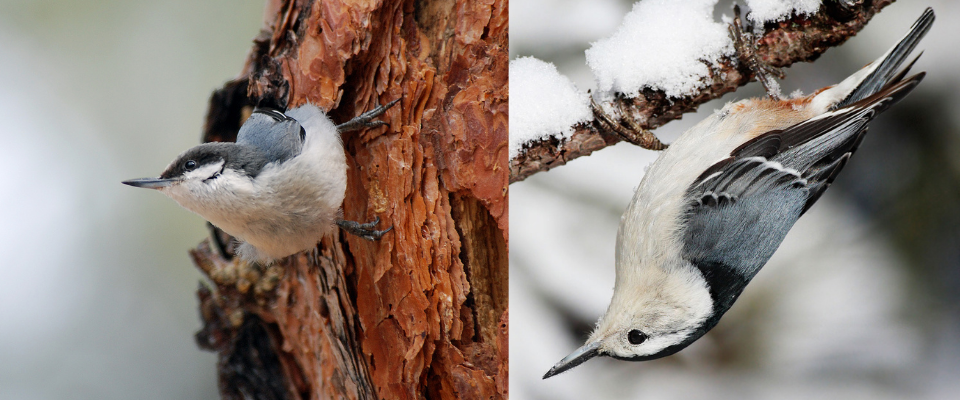 Pygmy and White Nuthatches