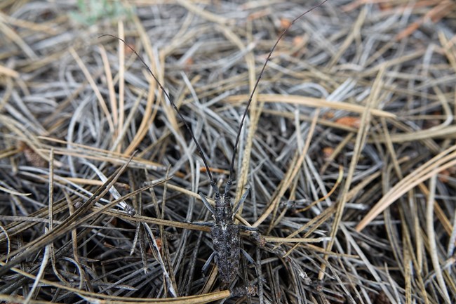 Pine Sawyer Beetle