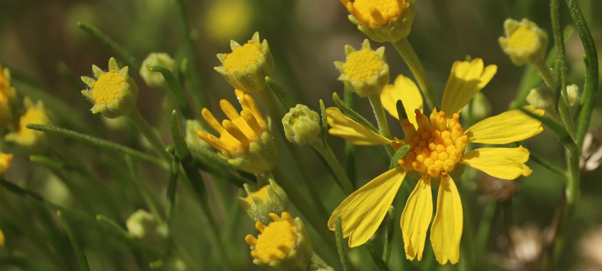 Closeup color photo of bright yellow flowers against a green leafy background