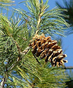 pine limber pinus flexilis dittmann lee nps brca gov