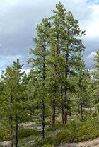 Ponderosa Pine