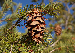 Douglas-fir - Bryce Canyon National Park (U.S. National Park Service)