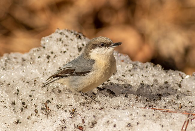 A small gray and white bird with a black stripe over its eye sits on the ground.