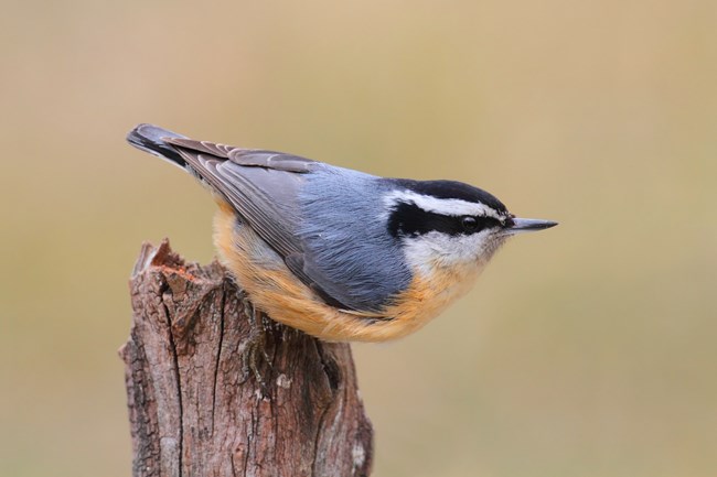 A black and white bird with a reddish brown underside sits on a branch.