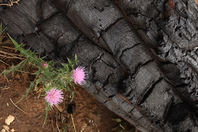 A purple Russian Thistle grows from under a charred black log
