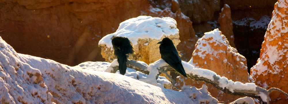 Two ravens on snowtop hoodoos conspiring. Brian B. Roanhorse 2015