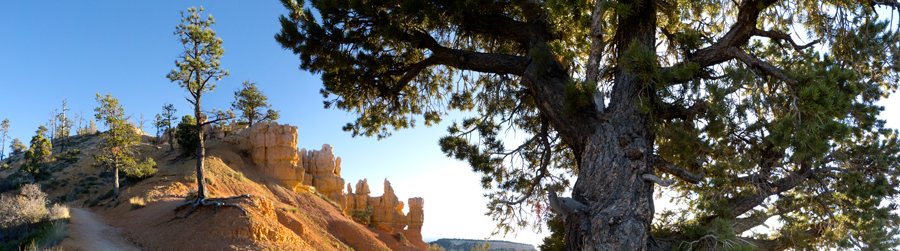 Trees And Shrubs Bryce Canyon National Park U S National Park Service Trees And Shrubs Bryce Canyon National Park U S National Park Service