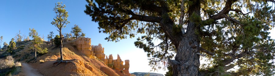 Limber Pine on the Rim Trail on the Fairyland Loop. B. Roanhorse BBR