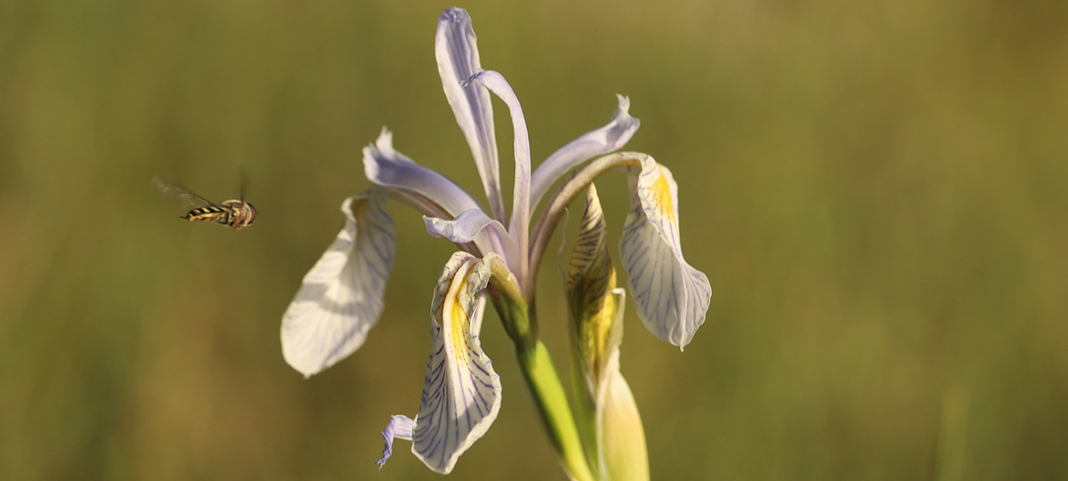 A white and purple flower at the top of a green stem is approached by a flying bee against a blurred green background