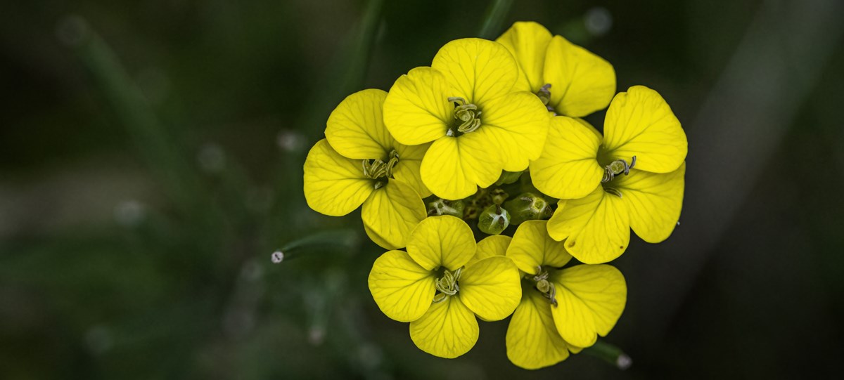 Bright yellow flowers form a ball against a dark background