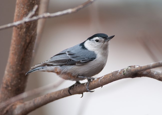 A small gray, black and white bird sits on a tree branch.