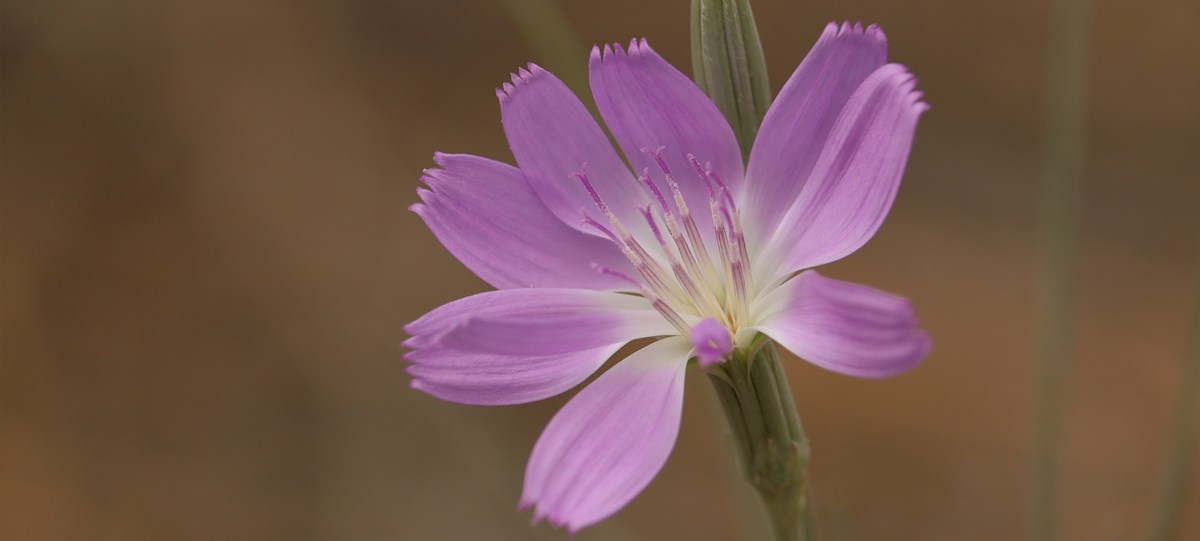 A single bright purple flower on a green stem against a blurred brown background