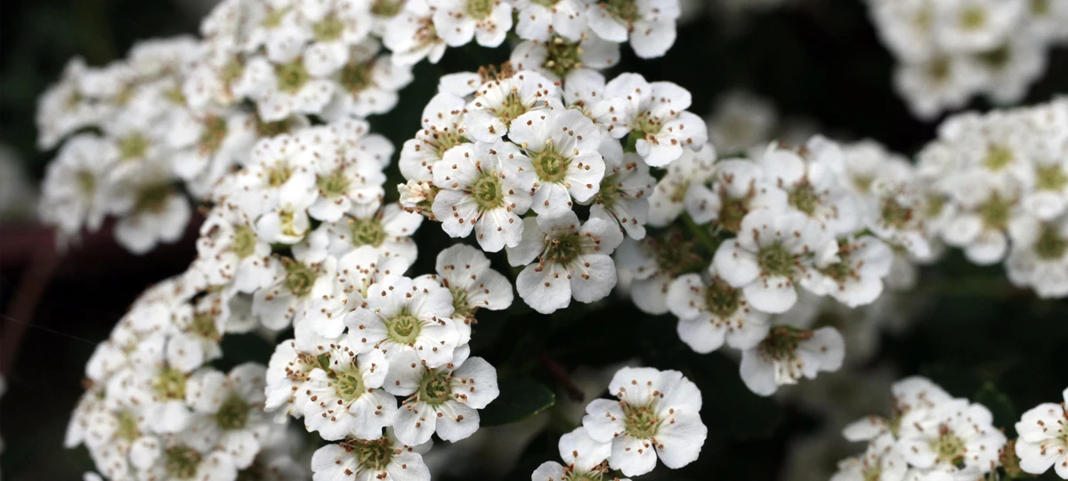 Yarrow Cluster of small white flowers against a dark background