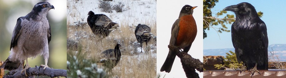Bird collage 2016 Bird collage 2016