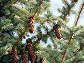 Cones on a Blue Spruce Tree