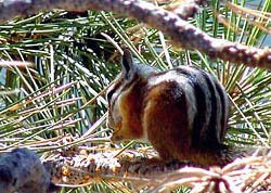 Uintah Chipmunk gathering food for the winter