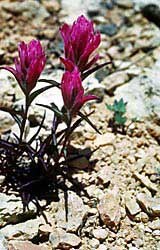 Bryce Canyon Paintbrush