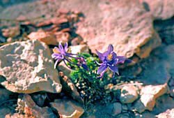 Rock Columbine