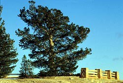 Limber Pine near the edge of a viewpoint/cliff in Bryce Canyon