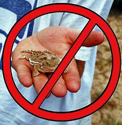 Lizard being held in a hand, with red circle and slash, indicating that the short-horned lizard should not be picked up or harassed.