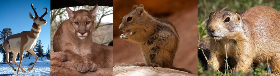 Mammal collage 2016 Mammal collage 2016