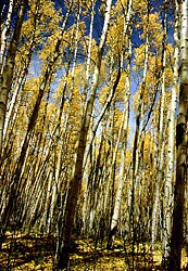 Grove of Aspen Trees Grove of Aspen Trees