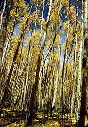 Grove of Aspen Trees