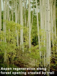 Example of Aspen regeneration along a forest opening created by a trail.