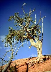 Bristle Cone Pine on a slope in Bryce Canyon