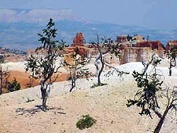 Bristlecone Pine dot the landscape at Bryce Canyon