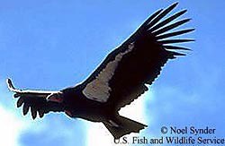 California Condor in flight