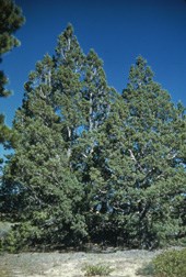 Rocky Mountain Juniper