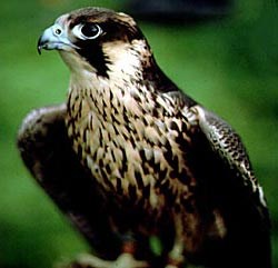 Close-up of a Peregrine Falcon at rest