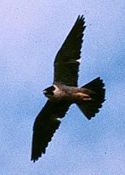 Peregrine Falcon Bryce Canyon National Park Us National