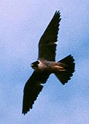 Peregrine Falcon in flight as seen from below, showing an impressive wingspan, with blue sky in background