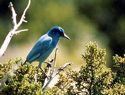 Pinyon Jay