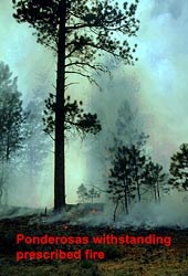 Ponderosa Pines withstanding a prescribed fire