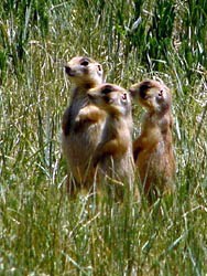 Three Prairie Dogs standing together in a meadow, like Meerkats, keeping a wary eye out for predators.