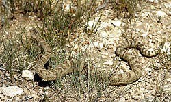 Great Basin Rattlesnake - Bryce Canyon National Park (U.S. National