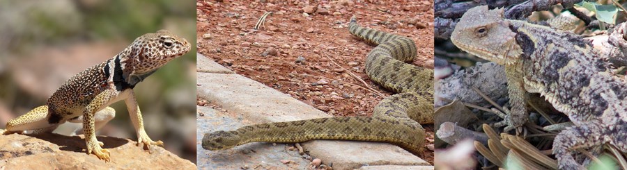 Reptile collage 2016 Lizard, Rattlesnake, and Horned Lizard (Cheh).