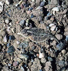 Short-horned Lizard (center) blending in the rocks around it