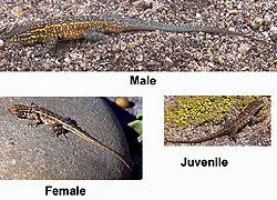 Three images of the Side-blotched Lizard, Male (top photo), Female (bottom left), and Juvenile (bottom right)