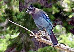 Steller's Jay sitting on a branch of a tree, with a craw full of food.