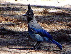 Steller's Jay on the ground, alert